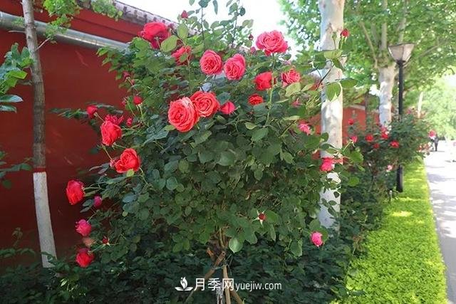 小庭院月季花草養(yǎng)護(hù)技巧(圖1)