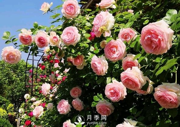 月季花有什么功效與作用？(圖1)