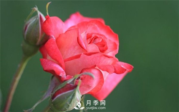 月季進入花期前的關鍵養(yǎng)護期 做好三點 4月花苞開到爆(圖1)