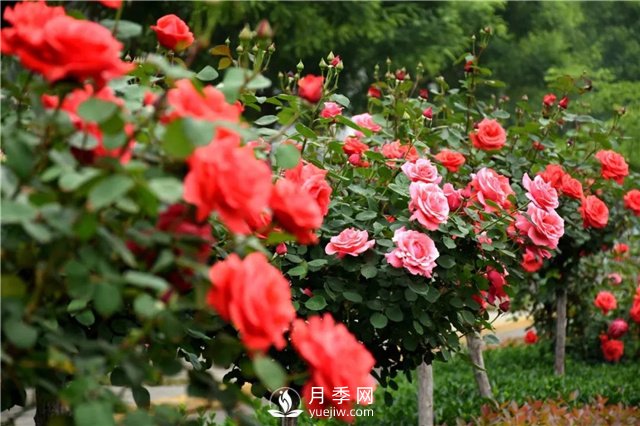 緋扇開花時(shí)美爆了，還用于嫁接月季樹(圖2)