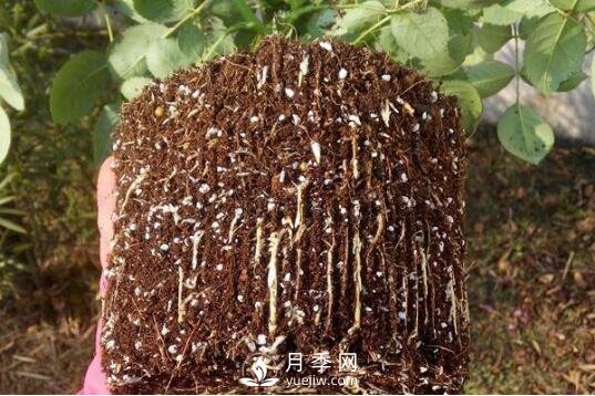 月季如何養(yǎng)根？(圖1)