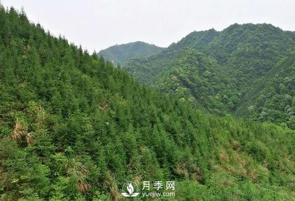 杉木種植***易忽略的四個誤區(qū)，做到這才是會種杉木的苗民(圖1)