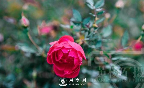 紅艷嬌美的月季花，四季常開，絢麗的花朵非常美(圖1)