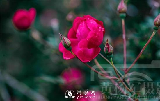 紅艷嬌美的月季花，四季常開，絢麗的花朵非常美(圖2)