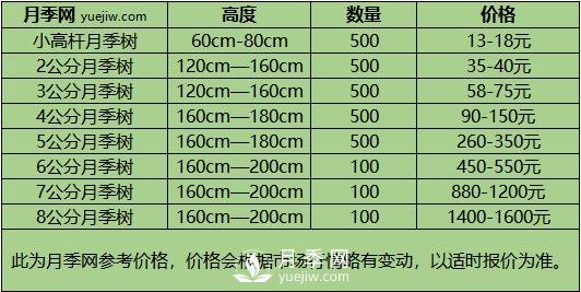 3-4公分月季樹報價，3-4公分高桿月季報價！(圖3)