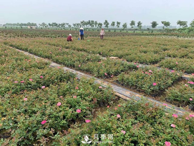 2021年春季盆栽月季市場(chǎng)報(bào)價(jià) 盆花月季多少錢一棵？(圖3)