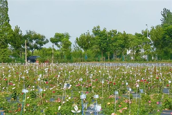 天狼月季，始終走在育種路上(圖2)