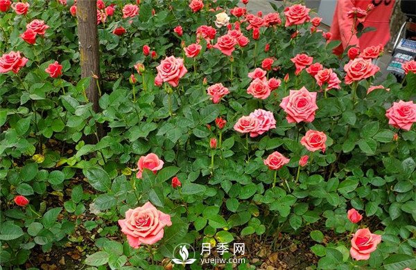 月季在花壇中該如何運用？(圖4)