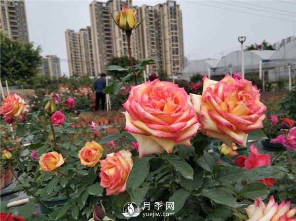 月季開(kāi)花多更健壯，***重要是養(yǎng)好根系，5招迅速壯根(圖1)