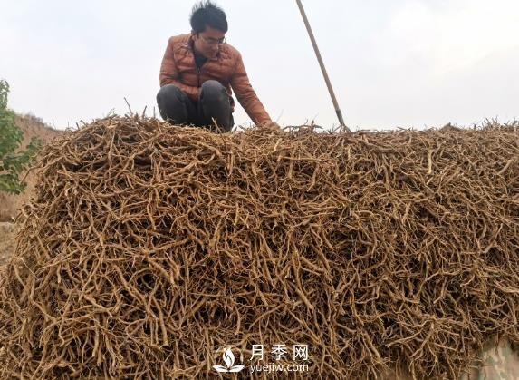 收購加工中藥材一年純利潤100多萬元，比種藥材要強多了(圖1)