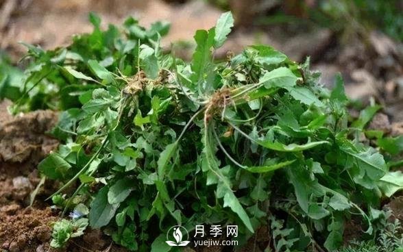 薺薺菜一年采收2季，生長期2個月，包餃子受熱捧(圖1)