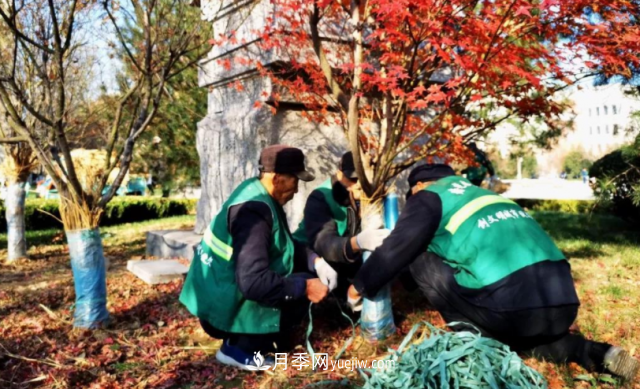 苗木防寒，老苗木人都會疏忽的地方要注意(圖2)