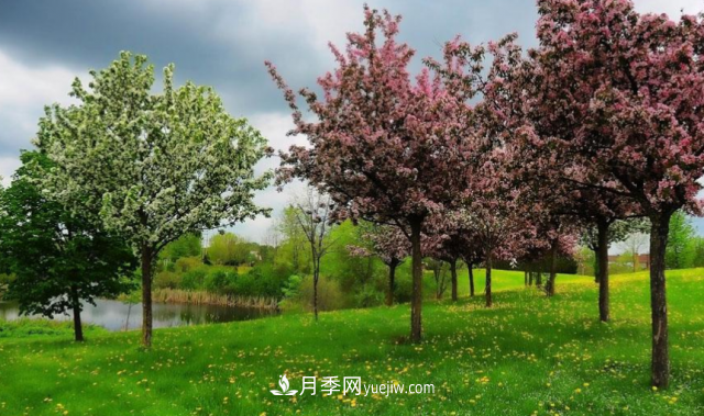 苗木防寒，老苗木人都會疏忽的地方要注意(圖3)