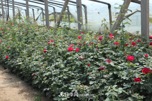 中國(guó)6大花市，全國(guó)花卉批發(fā)市場(chǎng)介紹(圖3)