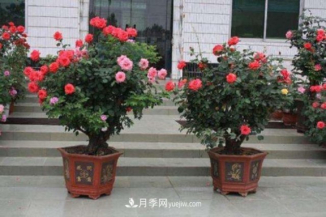 月季花姿色多樣！學(xué)習(xí)催花技巧，一年四季都開花(圖1)