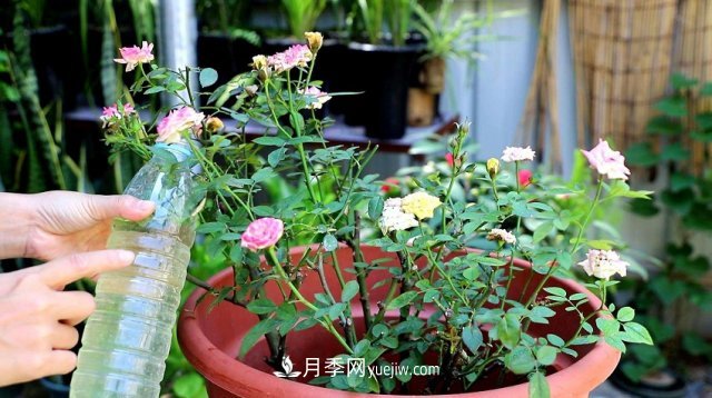 月季花姿色多樣！學(xué)習(xí)催花技巧，一年四季都開花(圖5)