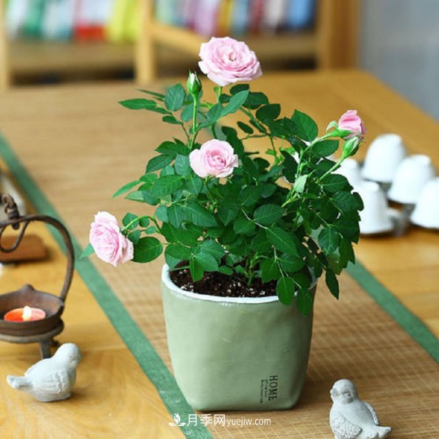 月季花姿色多樣！學(xué)習(xí)催花技巧，一年四季都開花(圖3)