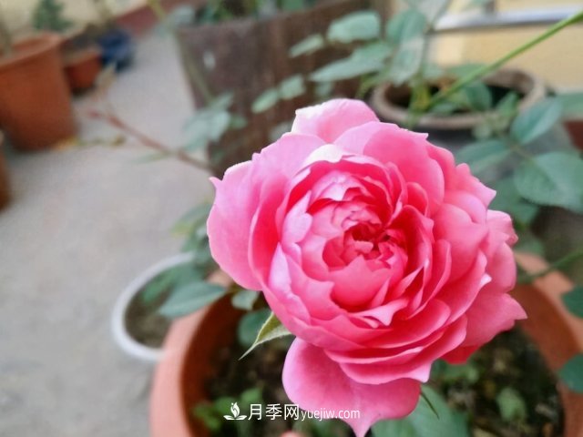 月季別亂買了，送你一份清單，都是經(jīng)典好品種(圖5)
