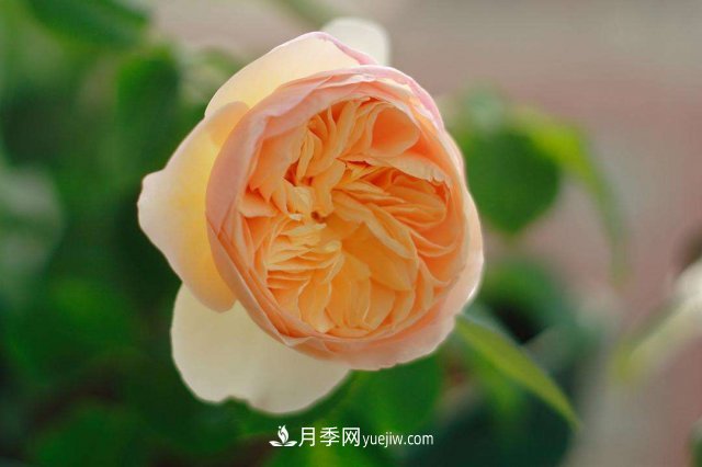 月季別亂買了，送你一份清單，都是經(jīng)典好品種(圖3)