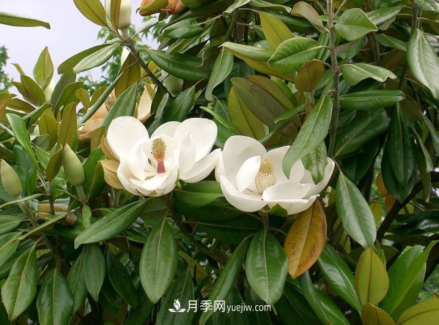 南陽玉蘭三姐妹：中土原生白玉蘭與紫玉蘭，北美舶來洋玉蘭(圖5)