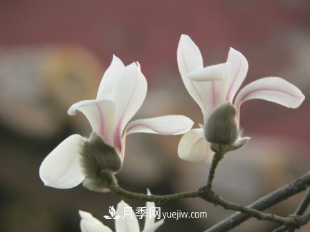 南陽玉蘭三姐妹：中土原生白玉蘭與紫玉蘭，北美舶來洋玉蘭(圖4)
