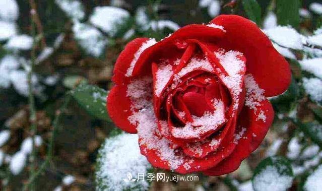 月季花冬天怎么施肥？“水溶肥”管用嗎？(圖1)