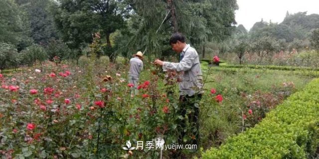 杭州月季“修養(yǎng)身息”，來年春天更加明艷(圖2)