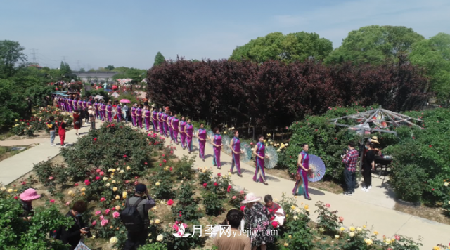浙江長(zhǎng)興萬(wàn)余株月季花海迎風(fēng)開(kāi)(圖3)