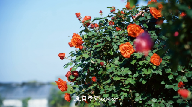浙江長(zhǎng)興萬(wàn)余株月季花海迎風(fēng)開(kāi)(圖1)