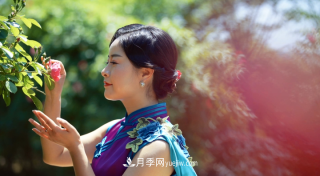 浙江長(zhǎng)興萬(wàn)余株月季花海迎風(fēng)開(kāi)(圖2)