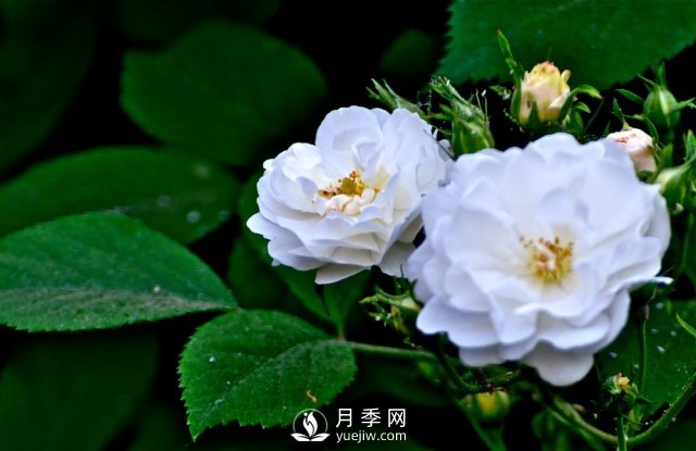 月季、薔薇開花還“結(jié)果”，微型月季盆栽放陽臺(tái)，1年開花300天(圖5)