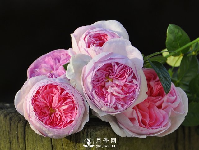 月季、薔薇開花還“結(jié)果”，微型月季盆栽放陽臺(tái)，1年開花300天(圖1)