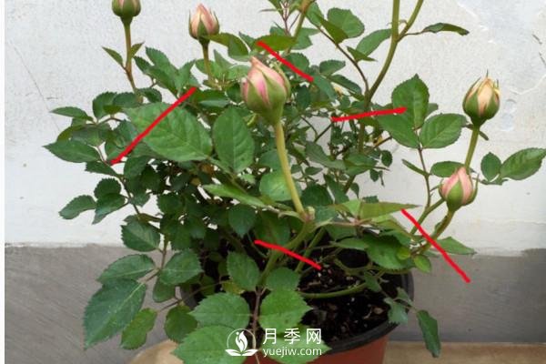 月季、薔薇開花還“結(jié)果”，微型月季盆栽放陽臺(tái)，1年開花300天(圖2)