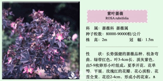 月季、薔薇開花還“結(jié)果”，微型月季盆栽放陽臺(tái)，1年開花300天(圖4)