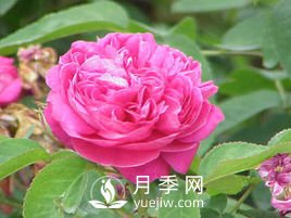 月季、薔薇開花還“結(jié)果”，微型月季盆栽放陽臺(tái)，1年開花300天(圖3)