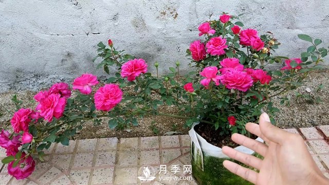 月季、薔薇開花還“結(jié)果”，微型月季盆栽放陽臺(tái)，1年開花300天(圖7)