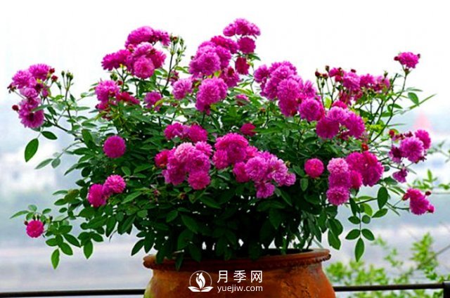 月季、薔薇開花還“結(jié)果”，微型月季盆栽放陽臺(tái)，1年開花300天(圖6)