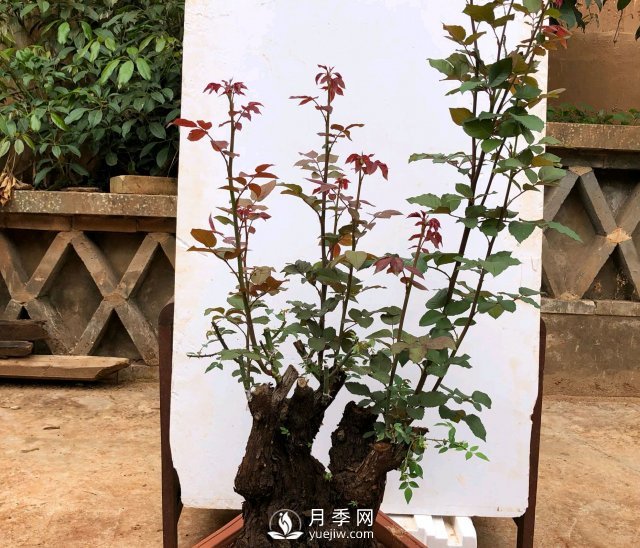 薔薇根嫁接的月季會長粗筍嗎？粗筍的位置從哪里長出來(圖2)