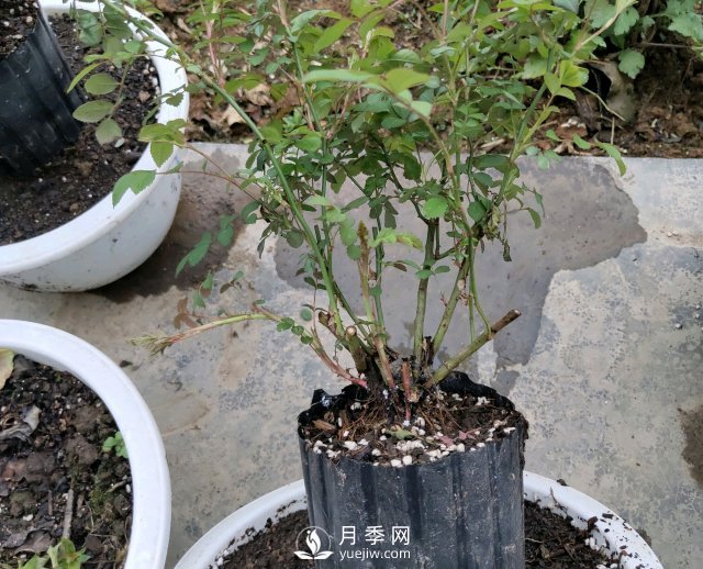 薔薇根嫁接的月季會長粗筍嗎？粗筍的位置從哪里長出來(圖1)