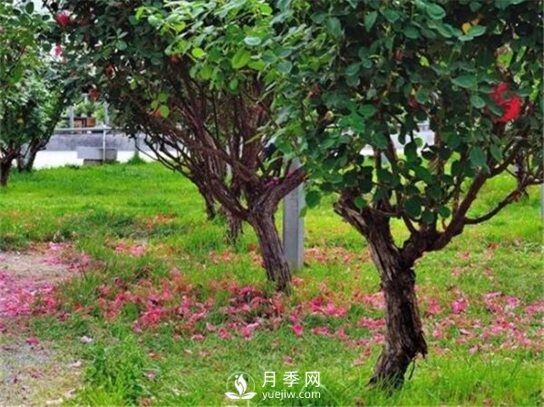 月季樹，玫瑰樹，樹狀月季的優(yōu)勢(shì)(圖1)