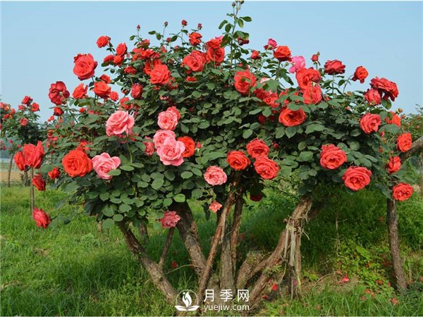月季樹，玫瑰樹，樹狀月季的優(yōu)勢(shì)(圖3)
