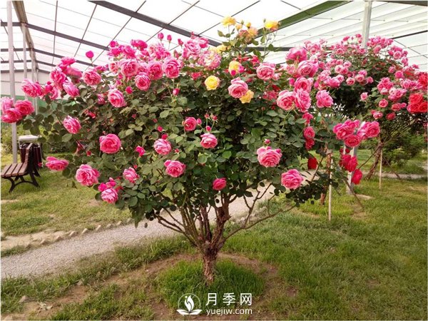 月季樹，玫瑰樹，樹狀月季的優(yōu)勢(shì)(圖2)