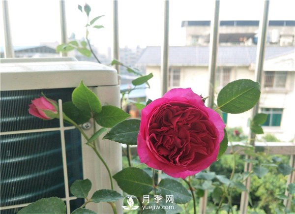 秋日胭脂月季，推薦特別香的切花月季(圖1)