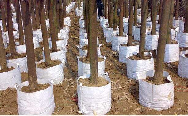 月季植樹(shù)袋美植袋耐用嗎？壽命多久？(圖1)