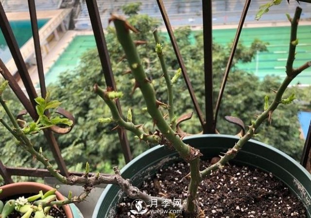 月季如何抹芽？這三類芽必除之！(圖1)