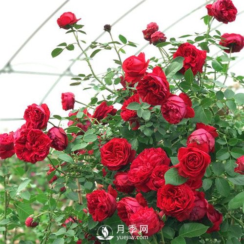 紅色系的藤本月季，簡直美得讓人驚嘆！(圖1)