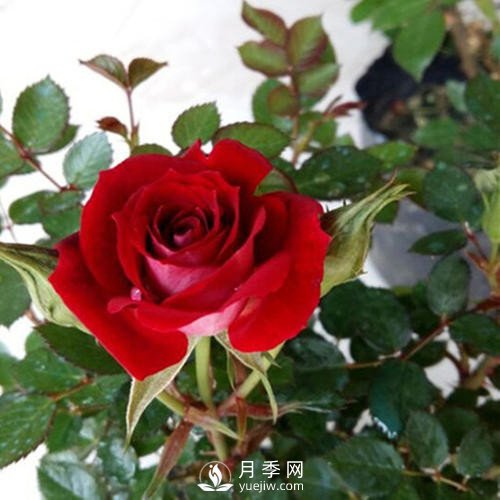 紅色系的藤本月季，簡直美得讓人驚嘆！(圖2)