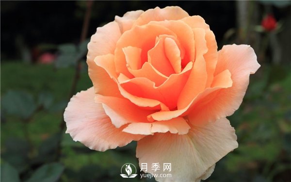 讓月季連續(xù)開花的方法有哪些？如何讓月季連續(xù)開花(圖1)