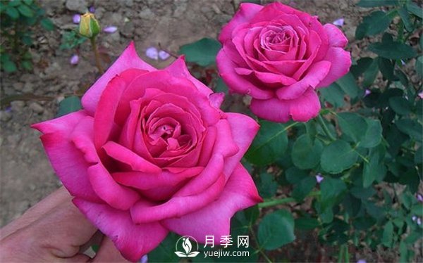 月季養(yǎng)成法：月季花怎么養(yǎng)，怎么從小苗養(yǎng)大開(kāi)花(圖1)