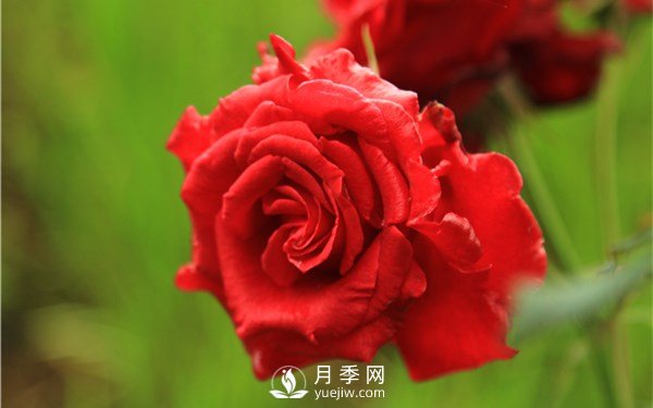 月季花怎么栽種更好，養(yǎng)護(hù)時(shí)應(yīng)注意什么？(圖2)